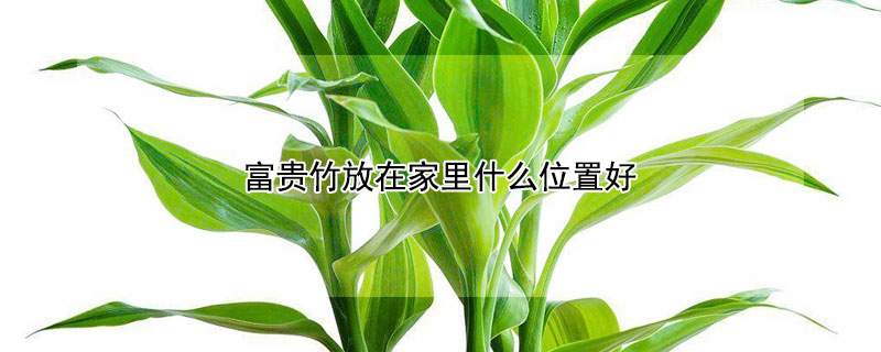 富贵竹放在家里什么位置好 富贵竹放在家里什么位置好风水