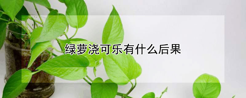 绿萝浇可乐有什么后果 绿萝浇可乐可以吗