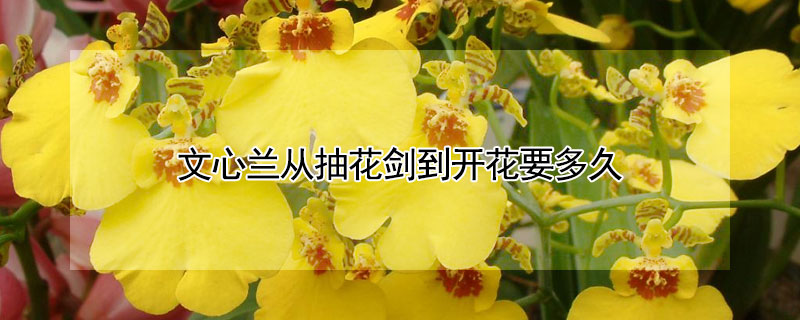 文心兰从抽花剑到开花要多久（文心兰出花剑多久开花）