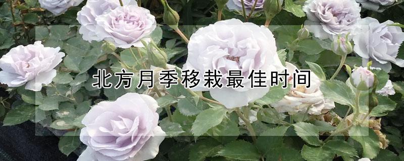 北方月季移栽最佳时间 北方月季移栽最佳时间需要注意什么