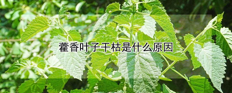 藿香叶子干枯是什么原因 花草叶子干枯是啥原因