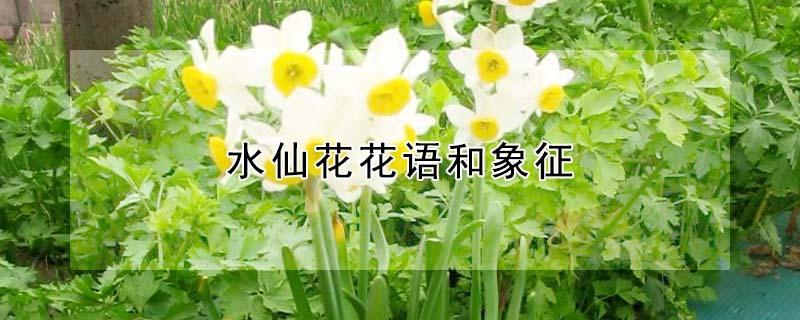 水仙花花语和象征 水仙花花语和象征传说