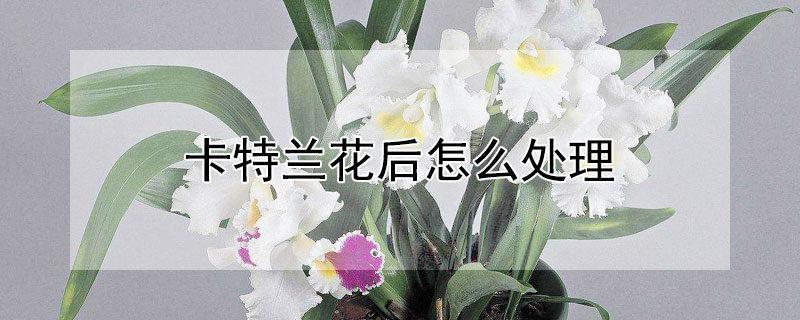 卡特兰花后怎么处理 卡特兰开完花后花茎如何处理