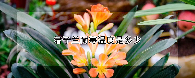 君子兰耐寒温度是多少（君子兰耐寒温度是多少度）