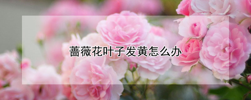 蔷薇花叶子发黄怎么办 蔷薇花叶子发黄的原因和处理办法