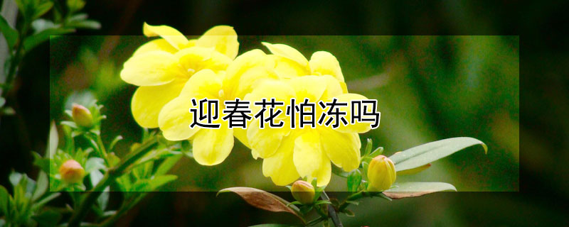 迎春花怕冻吗(迎春花怕不怕冻怕冻吗)