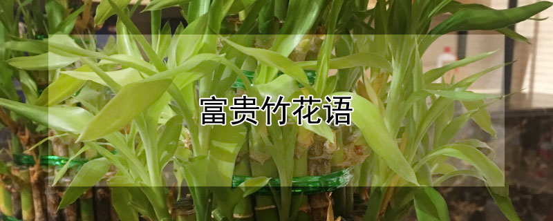 富贵竹花语（富贵竹花语是什么?）