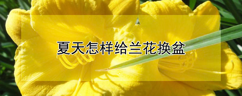 夏天怎样给兰花换盆（夏季兰花换盆技巧）
