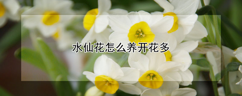 水仙花怎么养开花多（水仙花怎么养才开花）