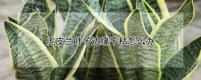 虎皮兰叶子边缘干枯怎么办（虎皮兰叶片中间干枯怎么办）