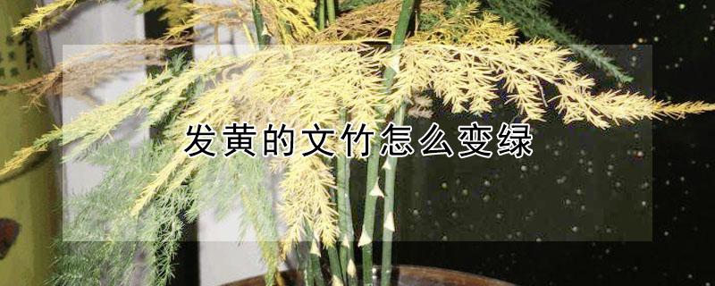 发黄的文竹怎么变绿 文竹为什么发黄怎么办