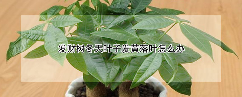 发财树冬天叶子发黄落叶怎么办(发财树冬天叶子发黄落叶怎么办变薄)