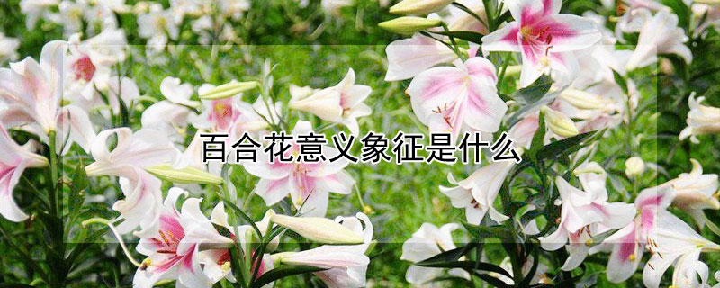 百合花意义象征是什么（百合花的象征意义是什么?）