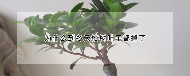 为什么到冬天榕树叶子都掉了（榕树到了冬天会不会落叶子）