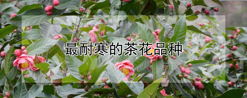 最耐寒的茶花品种（耐高温的茶花品种）