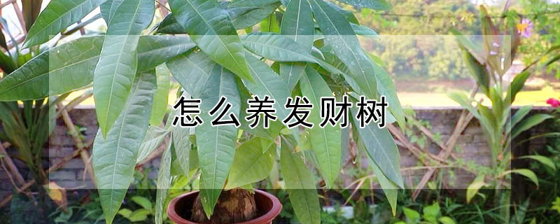 怎么养发财树(发财树黄叶怎么救治)