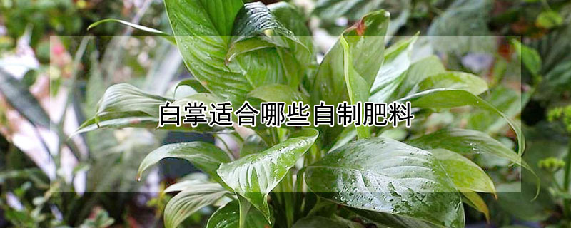 白掌适合哪些自制肥料 白掌适合用什么肥料
