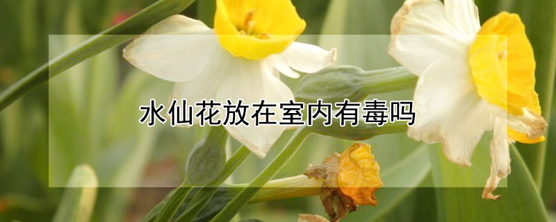 水仙花放在室内有毒吗 水仙花有毒吗?能放在卧室内吗?