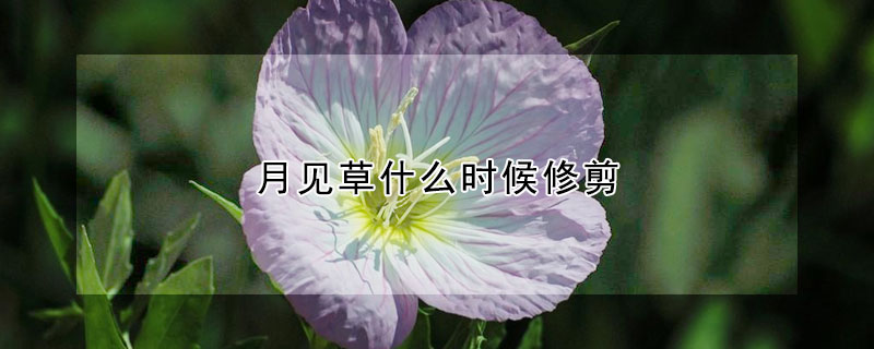 月见草什么时候修剪（月见草开花后就可以修剪了吗）