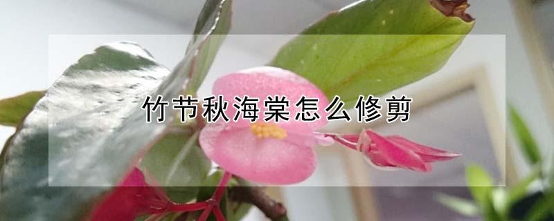 竹节秋海棠怎么修剪（竹节秋海棠怎么修剪才直）