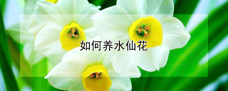 如何养水仙花（如何养水仙花种球）