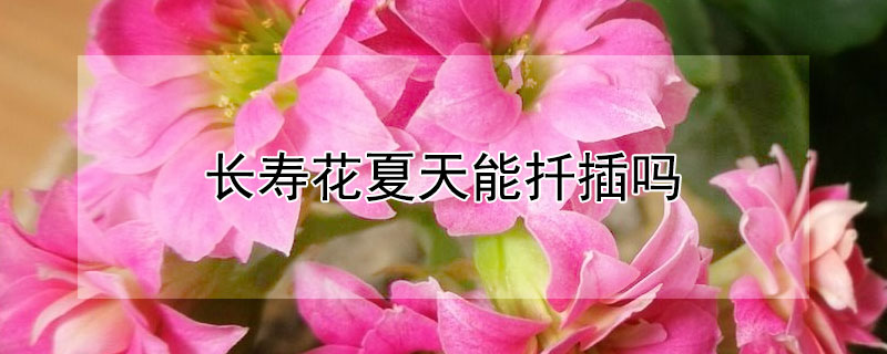 长寿花夏天能扦插吗(长寿花夏天能扦插活吗)