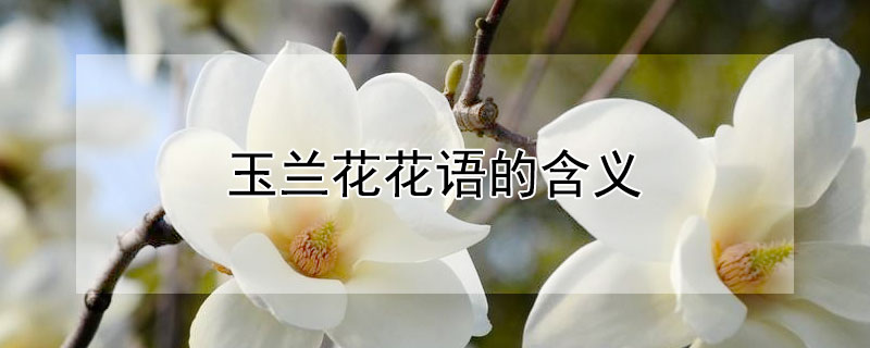 玉兰花花语的含义 玉兰花花语及寓意