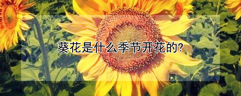 葵花是什么季节开花的? 葵花是哪个季节开花