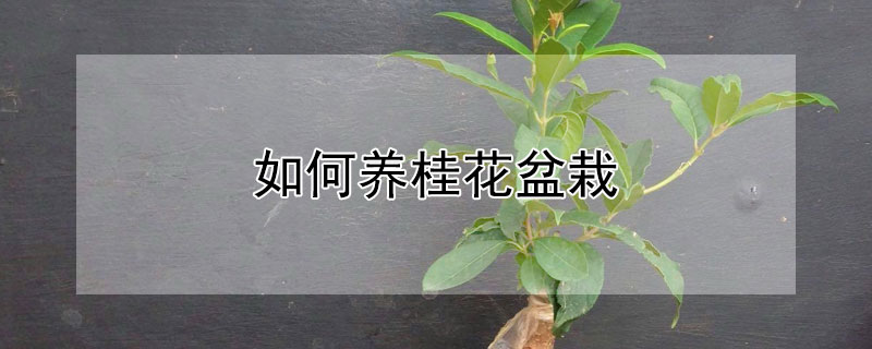 如何养桂花盆栽（如何种养桂花）