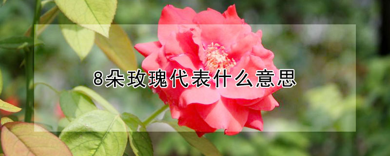 8朵玫瑰代表什么意思 送68朵玫瑰代表什么意思