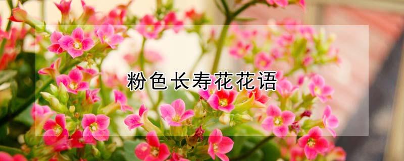 粉色长寿花花语 粉色长寿花花语象征与寓意