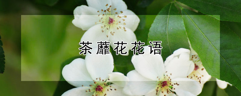 茶蘼花花语（茶蘼花含义）
