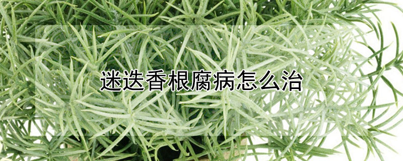 迷迭香根腐病怎么治 迷迭香烂根了还有救吗?