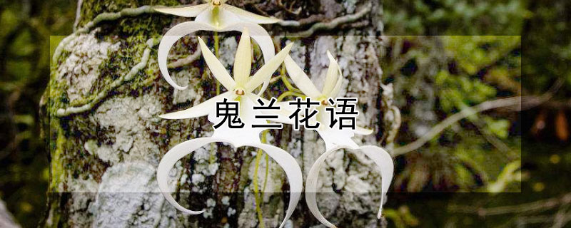 鬼兰花语（鬼兰花花语）