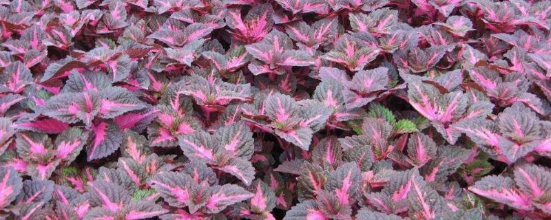 五彩苏的花语 五彩苏的花是什么样的?