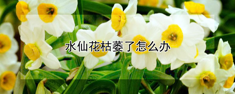水仙花枯萎了怎么办 水仙花枯萎了以后怎么办