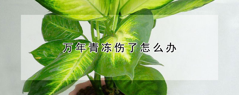 万年青冻伤了怎么办 万年青冻坏了怎么办