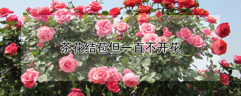 茶花结苞但一直不开花（茶花结苞但一直不开花用什么肥料）