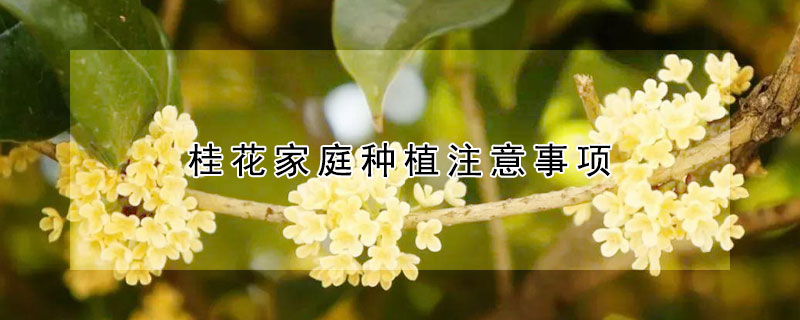 桂花家庭种植注意事项（种植桂花的注意事项）