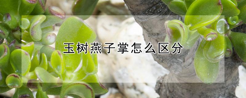 玉树燕子掌怎么区分（怎么分辨玉树和燕子掌）