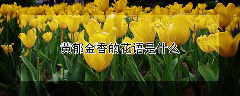 黄郁金香的花语是什么（黄郁金香花的寓意）