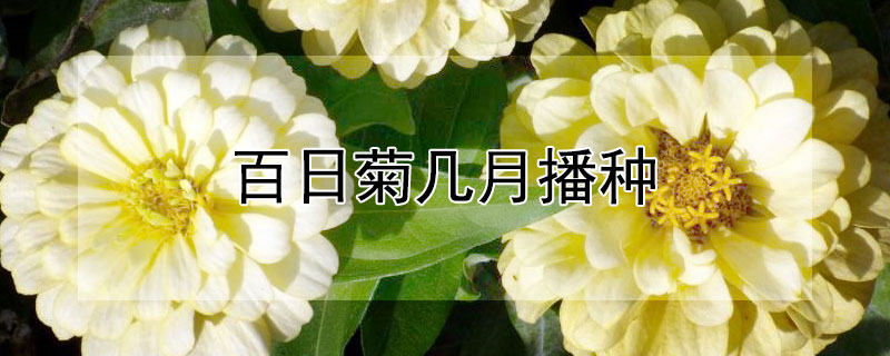 百日菊几月播种（千日菊什么时候播种）