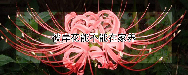 彼岸花能不能在家养(彼岸花可以在家养吗)