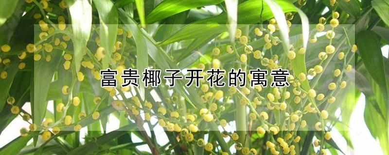 富贵椰子开花的寓意（富贵椰子树寓意）