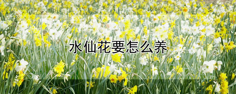 水仙花要怎么养 水仙花要怎么养才容易存活