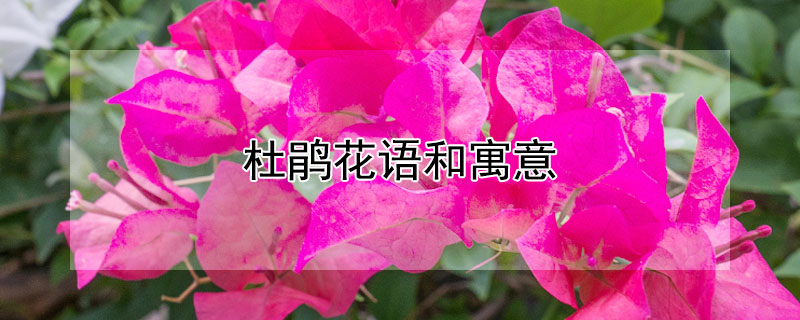 杜鹃花语和寓意(杜鹃花语和寓意是什么)