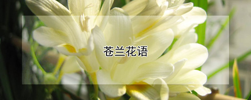 苍兰花语（英国梨小苍兰花语）