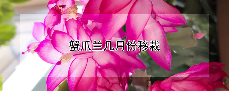 蟹爪兰几月份移栽 插栽蟹爪兰几月份最好