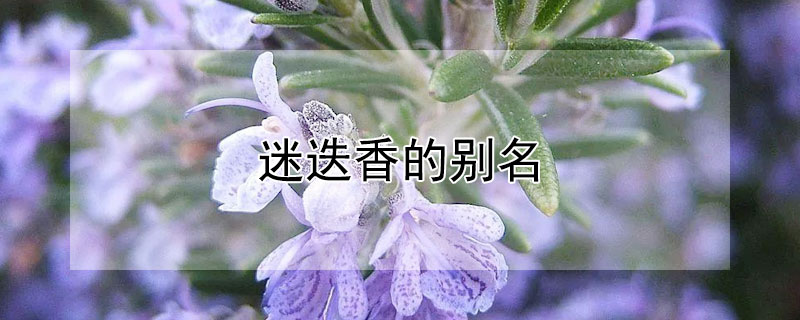 迷迭香的别名(迷迭香的别名有哪些)