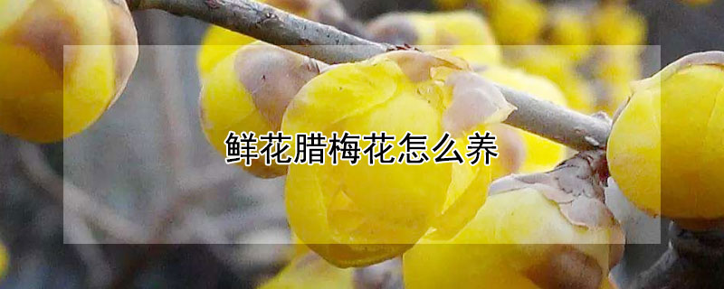 鲜花腊梅花怎么养(盆栽腊梅花怎么养)